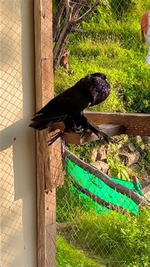 Black pomerian