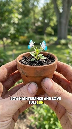 These Butterfly Flowers Grow FAST 🌼 Transform Your Garden in Weeks