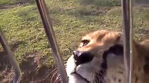 Cheetahs Can’t Roar, So Instead They Sound Like This