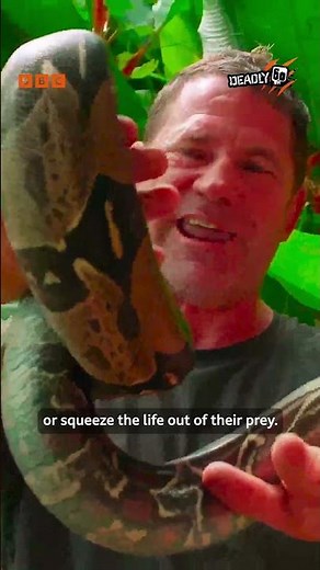 3 FACTS about the boa constrictor SNAKE | Deadly 60 | CBBC #shorts