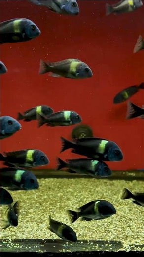 Rare Golden Band Cichlids 👑 | 4K ASMR