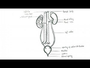 Excretory system diagram || human excretory system