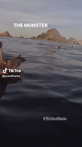 Importance of Sharks for Ocean Ecosystem Health