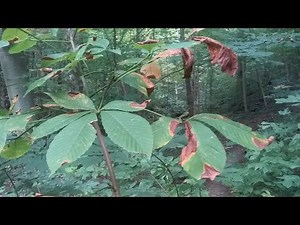 Ohio Buckeye and Yellow Buckeye leaf blotch and seeds