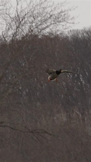 There's something about a mallard drake taking the slow ride down that always puts a smile on my face !! - - #waterfowl #wildfowl #duck #ducks #waterfowlphotography #wildfowl #duckseason #mallard #mallards #duckhunting | Matthew Bielski
