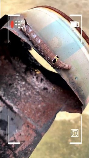 How cute and strange is it?#worm #worms #usa #youtubeshorts #foryou #ff #wildlife