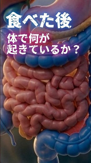食べた後、体で何が起きているか？ ③小腸 #小腸 #消化 #栄養吸収 #腸活 #消化器内科 #医学 #健康 #Shorts