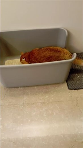 Cat's peeing moment #cat #catsdreams #cuteanimal #cute #asmr