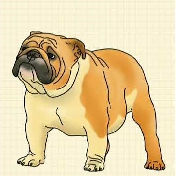 How to draw a bulldog 🐶