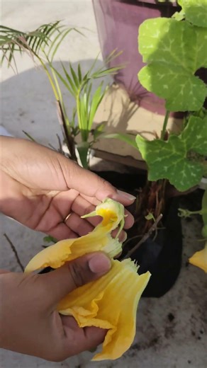 This Trick Makes Squash Produce 100% Fruit 🌼 #gardening #hack
