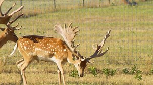 Have you ever heard of a fallow deer?!? Check out this awesome fallow farm we went to! The Deer Farming Channel is brought to you by Rafter P Construction | Deer Farming