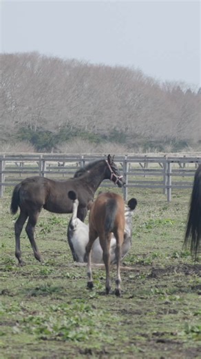 昨日積もった季節外れの雪もあっという間に溶け、放牧地ではサラブレッドの親子たちがのんびりと過ごしています。そんな中、一番満喫しているのはディックカントウ母さん🐴豪快にゴロゴロと転がり、全身で天然の「泥パック」中です。美へのこだわり（？）に抜け目はありません笑不思議そうに見つめる仔馬とのギャップに癒される、雪解けのひとときです🌿#ディックカントウ #サラブレッド #東北牧場 #フォレブルー #青森県 #東北町 #馬のいる風景