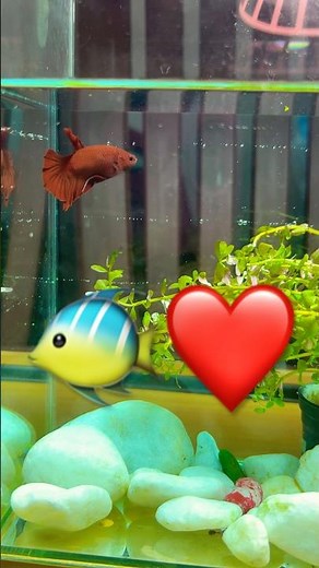 Fiery elegance in motion—the red betta fish steals the spotlight in any aquarium. 🐠🔥 #betta #fish