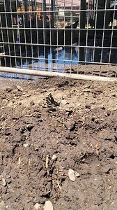 Look at this beauty I just found.. my pig broke the water pipe right here and I think it was getting some water. #butterflys #moths #nature #sustainability #givelife #beauty | Lil Patch Of Heaven