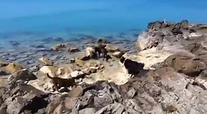 Enjoying the end of spring dip | Bermuda Pet Sitters