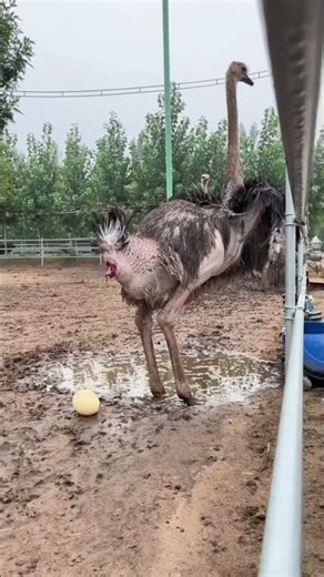 Why Farmers Catch Ostrich Eggs Before They Fall