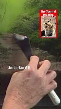 Bob Ross makes a footpath in "Forest Edge"