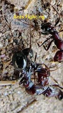 **Close-Up: Ants in Battle! Intense Fighting Action** #ants #antscolony
