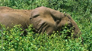 A small brown elephant is covered in large green bushes in the wild.