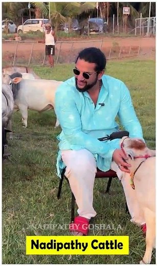 Mini cows in my farm😍 #cow #youtube #pets #animals #yt #farming #music #friends #cute #india #cattle