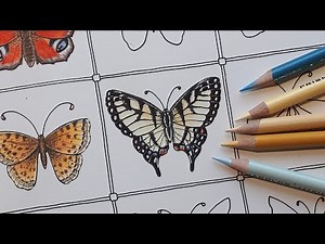 How to color a realistic Macaon butterfly with colored pencils and fineliners! REAL-TIME TUTORIAL !