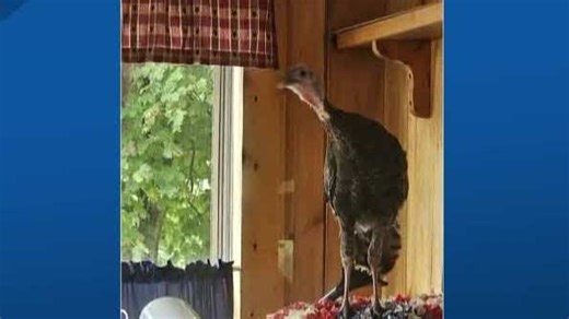Turkey breaks into window of Newport home