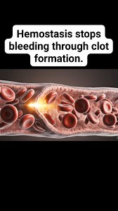 Hemostasis stops bleeding through clot formation. | Health IQ Hub