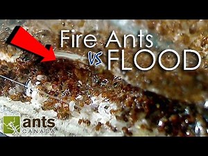 Fire Ants vs. Flood | What Happens to Ants When It Rains?