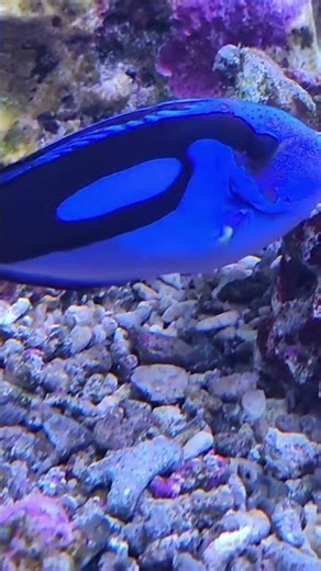 peixe Hepatus (Paracanthurus hepatus), famoso como a "Dory"