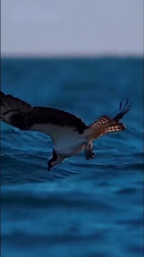 Osprey Dives Deep into the River → Emerges with Massive Fish Victory! 🦅🐟💦