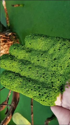 🥰Wolffia,😀 the smallest flowering plant #viral #youtubeshorts