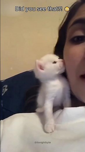 These Cats Learned Human Behavior 😳
