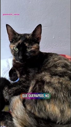 What a mother cat does for her kittens (that we don't see): this is more important than it seems 🐾