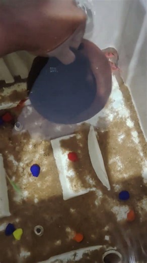 My Amazing Fish Collection 🐠 | #shorts #fish