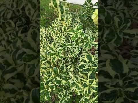 Coprosma ‘’Marble Queen’ Plant
