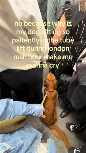 Golden Retriever Sitting Patiently in Tube Lift London — Cute Moment