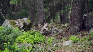 Inside The Epic Battle Between Wolves And Shepherds Protecting Alpine Sheep From Attacks