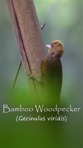 Amazing Bamboo Woodpecker in Action! #birds #birdphotography