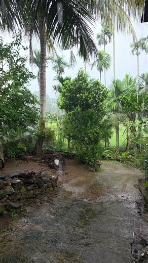 The Sound of Pure Rain Drops 🌧️✨