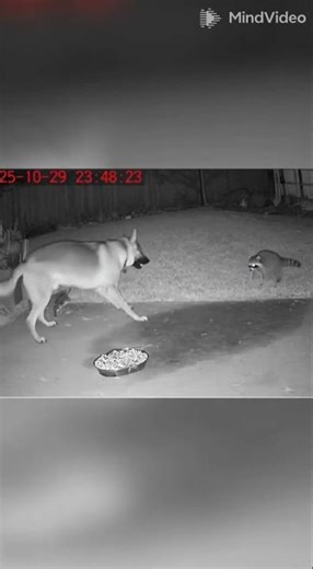 🦝🐕 ¡GUERRA NOCTURNA! Perro y Mapache se Enfrentan por la Comida a Medianoche #perro #mapache #viral