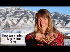 How We Started a Mealworm Farm, Very Easy! - Becoming More Self-sufficient in Our Animal Feed