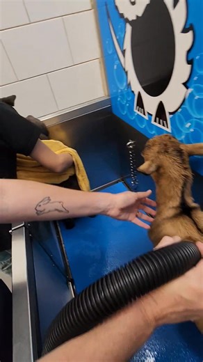 Took Nova and Alfie for a bath. People are still amazed at seeing a goat walking around the pet shop. They always have to stop and have a pat. #mummafenn #monitization #fennpawfection | Amanda Fenn