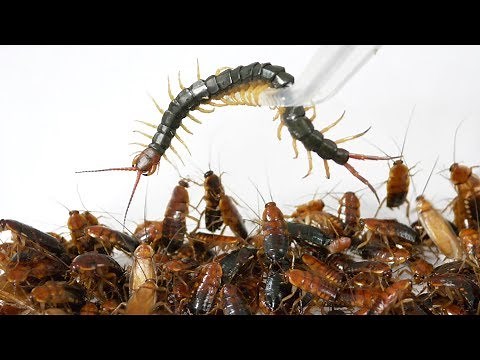 Dropping a centipede on a bunch of cockroaches...a shocking truth is revealed!