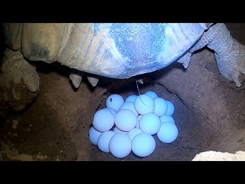 Tortoise Laying Eggs