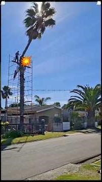 Epic Tree Cutting Fails and Wins!