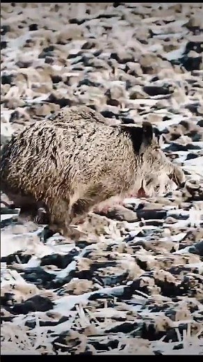 Wild Boar Hit the Trees… Then Burst Out Again. #animals #wildlife #wildboar #охота #hunting#realboar