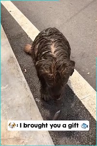 Hilarious Golden Retriever Returns From Trip Covered In Mud | Animals Studio