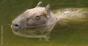 The capybara, Hydrochoerus hydrochaeris is the largest extant rodent in the world. Its closest relatives are agouti, chinchillas, coyphillas, and guinea pigs. Native to South America. High definition