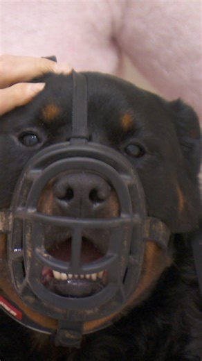 Vet is aggressive Rottweiler's last chance! #aggressivedog | Vet On The Hill