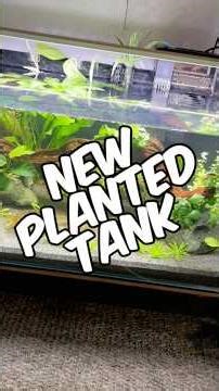 A Quick Overview Of My Newest Planted Tank! - Beginner-Friendly Aquarium Plants, Fish, And Shrimp!